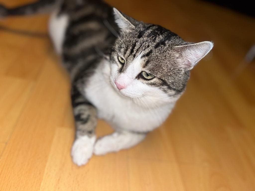 Motanul Amun stând relaxat pe podea